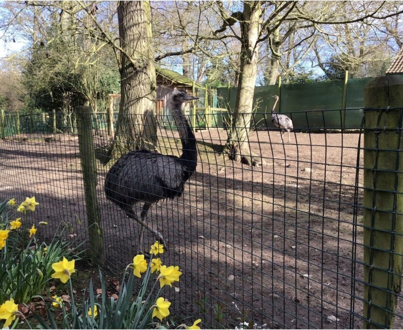 zoo 4