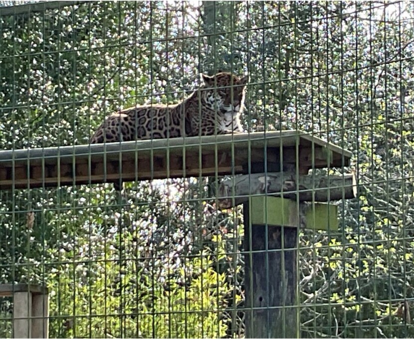 zoo 6