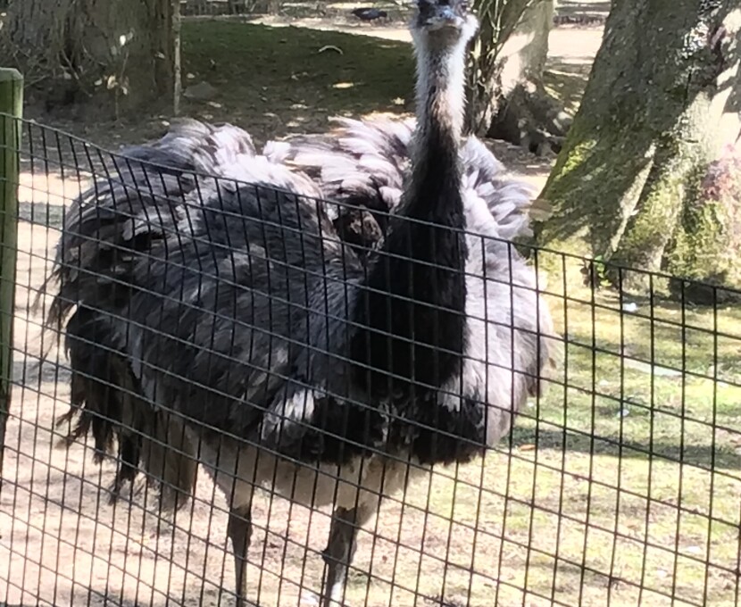 Zoo 2
