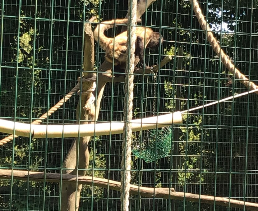 Zoo 4