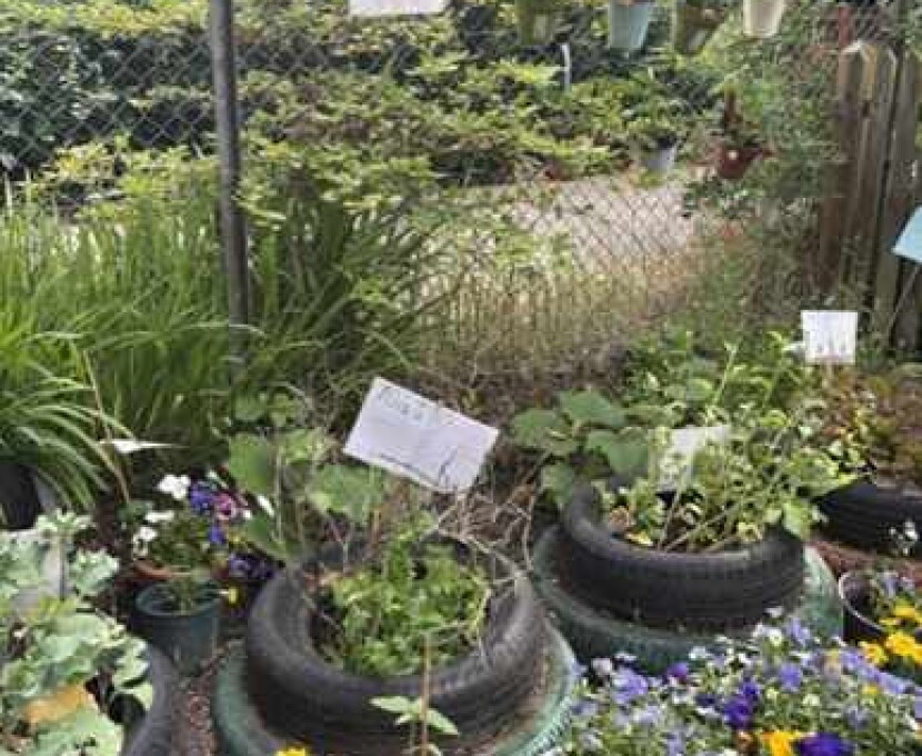 Garden 1 